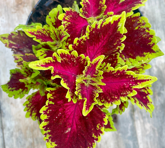 Coleus vaso 14 cm