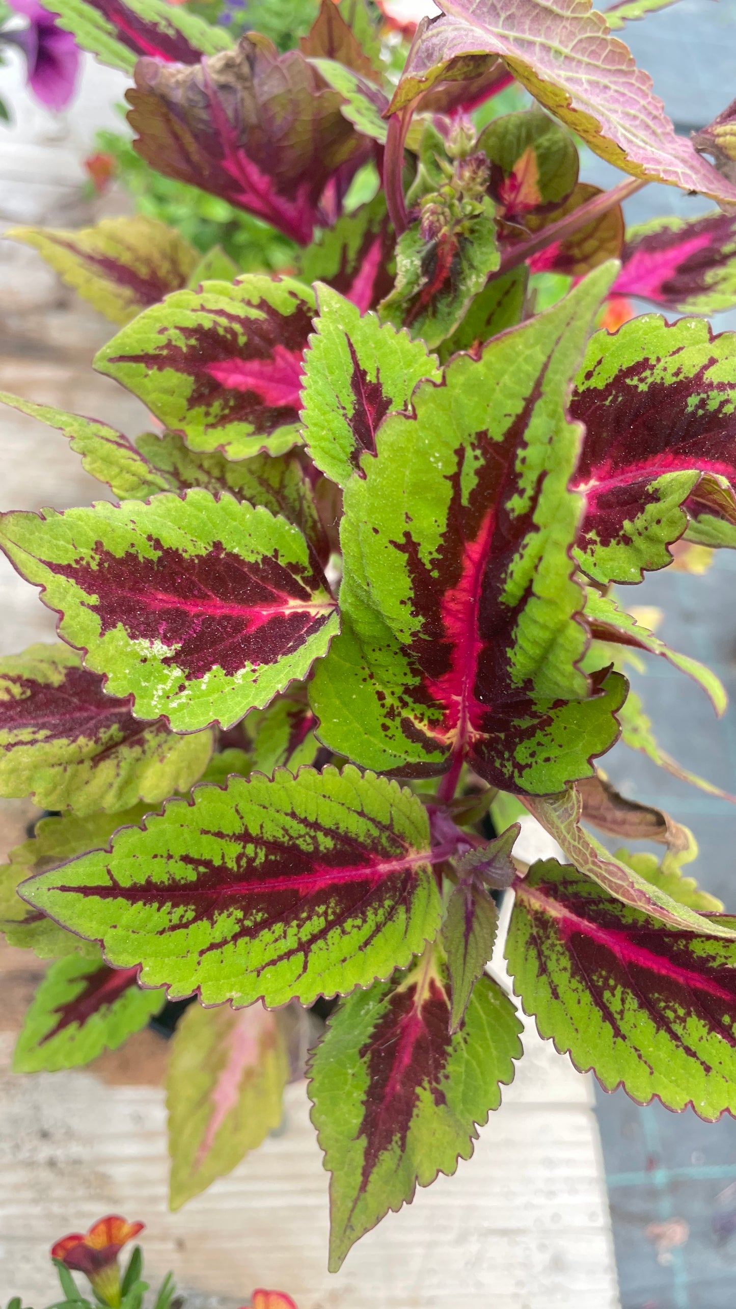 Coleus vaso 14 cm