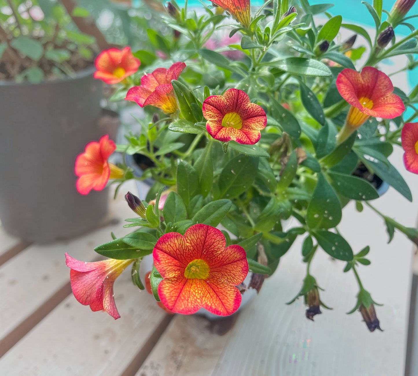 Calibrachoa – Million Bells vaso 14 cm