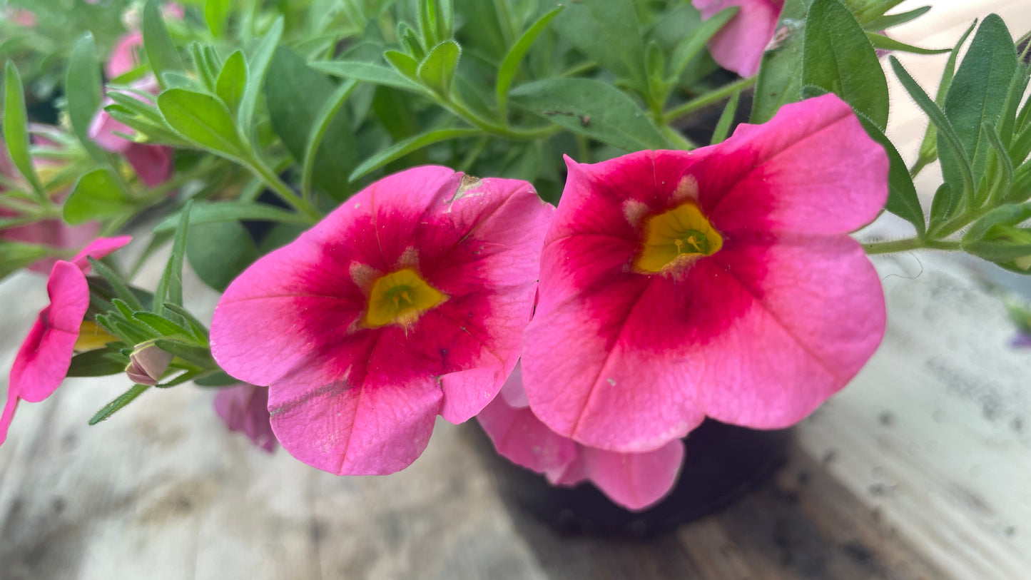 Calibrachoa – Million Bells vaso 14 cm
