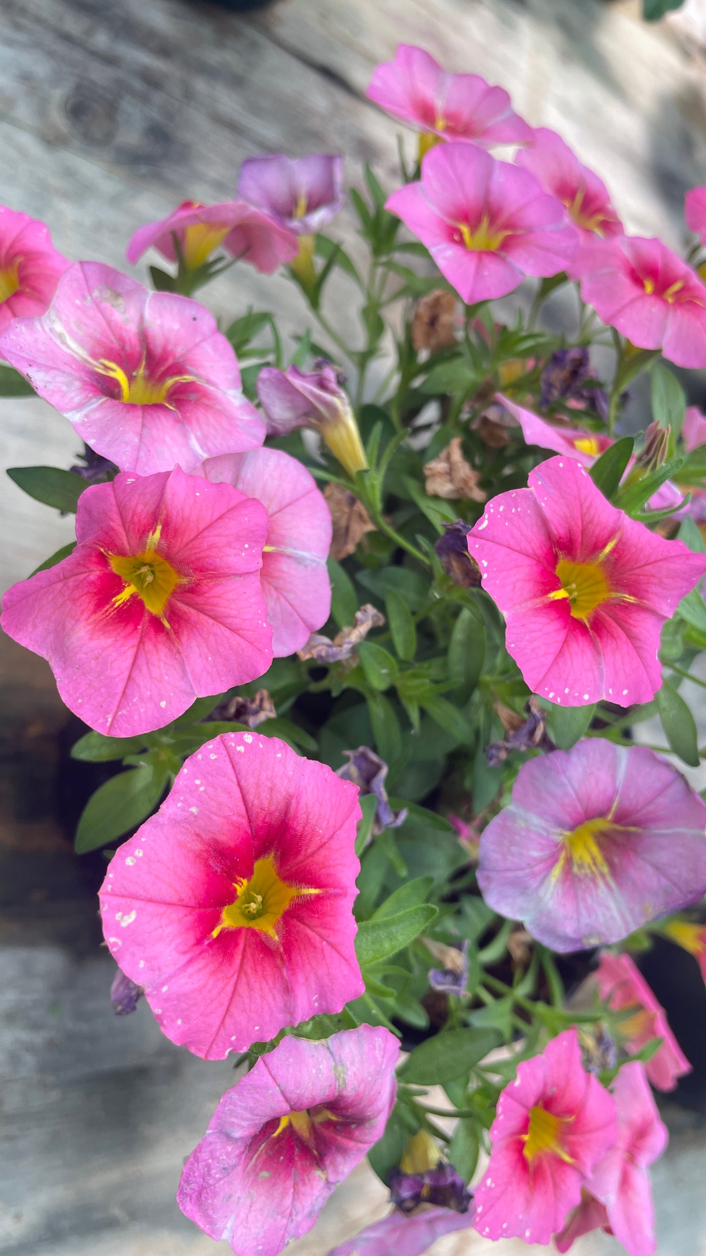 Calibrachoa – Million Bells vaso 14 cm