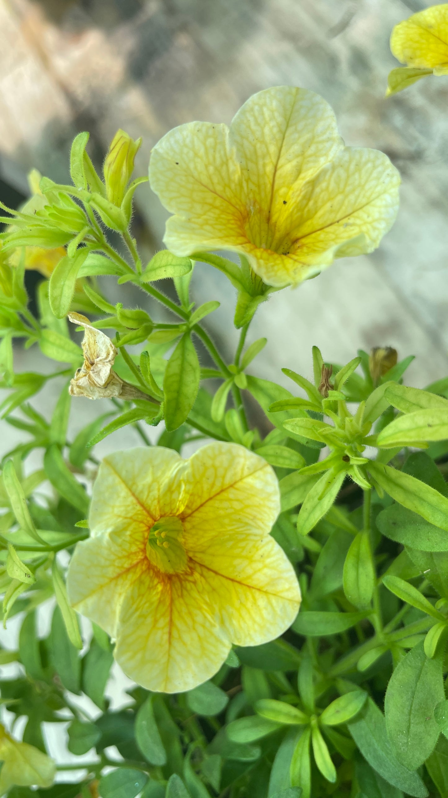 Calibrachoa – Million Bells vaso 14 cm