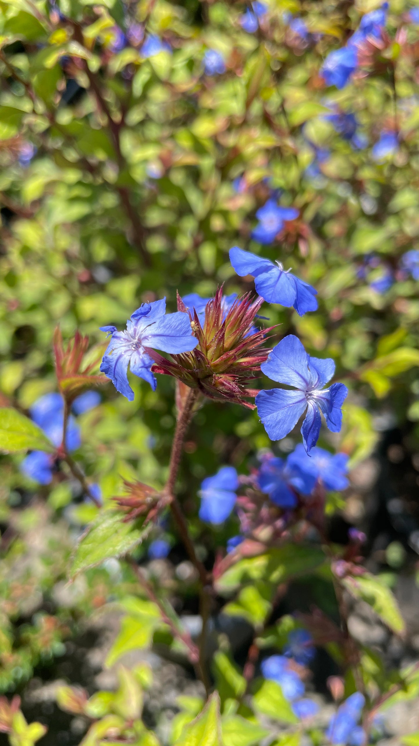 Ceratostigma Willmottianum