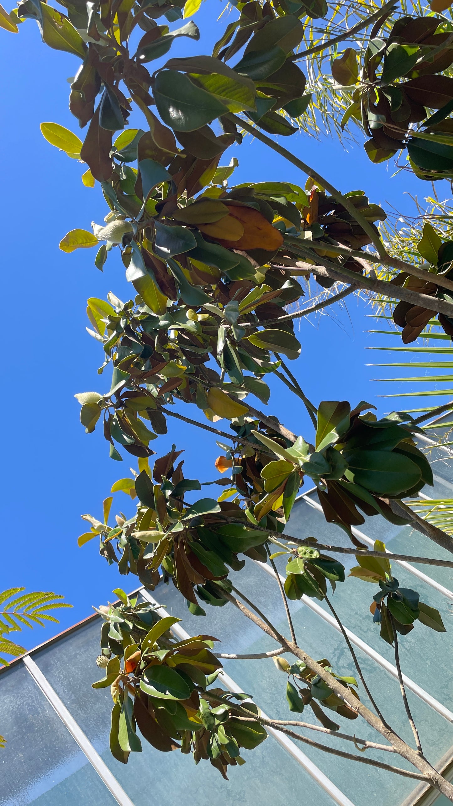 Magnolia Grandiflora Sempreverde Diametro 8-10cm - Vaso 35