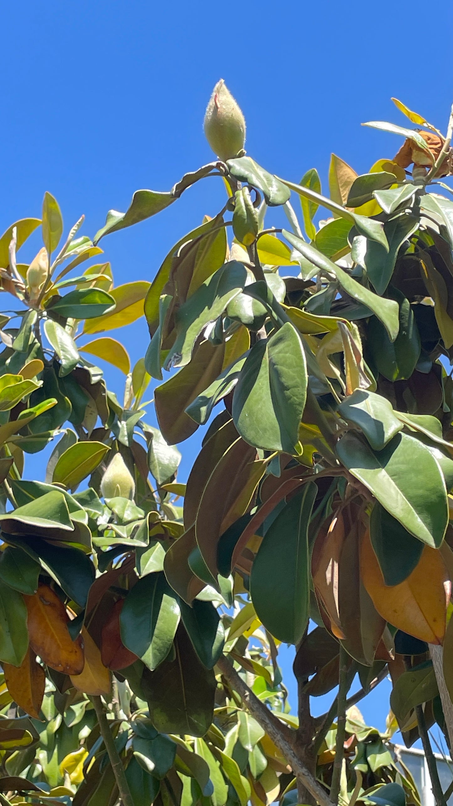 Magnolia Grandiflora Sempreverde Diametro 8-10cm - Vaso 35