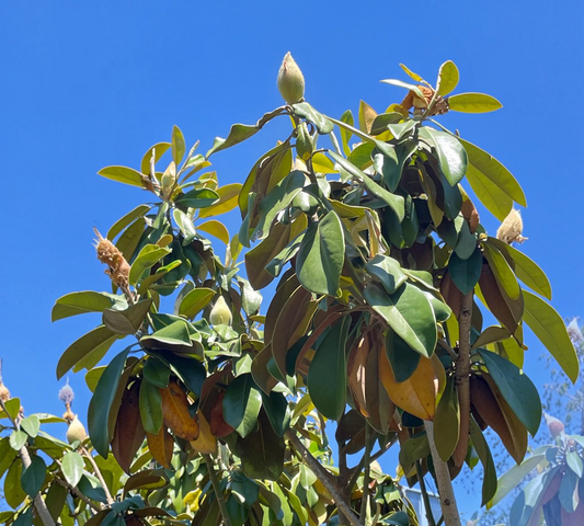 Magnolia Grandiflora Sempreverde Diametro 8-10cm - Vaso 35