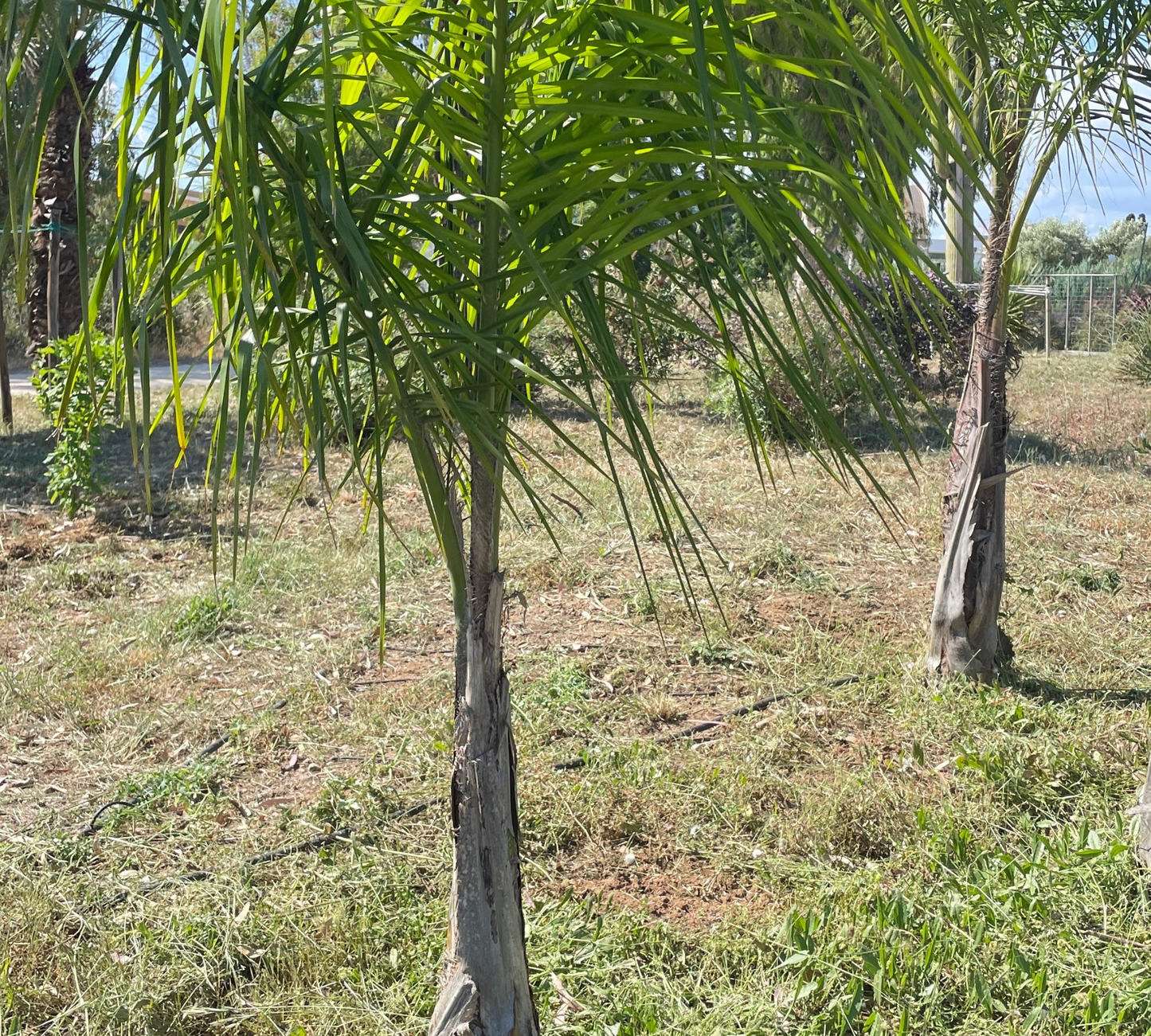 Cocos plumosa v24 cm, Ht 120 cm  (Palma Regina)