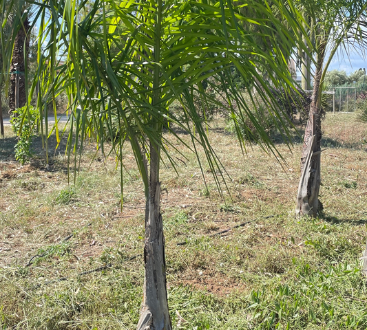 Cocos plumosa v24 cm, Ht 120 cm  (Palma Regina)