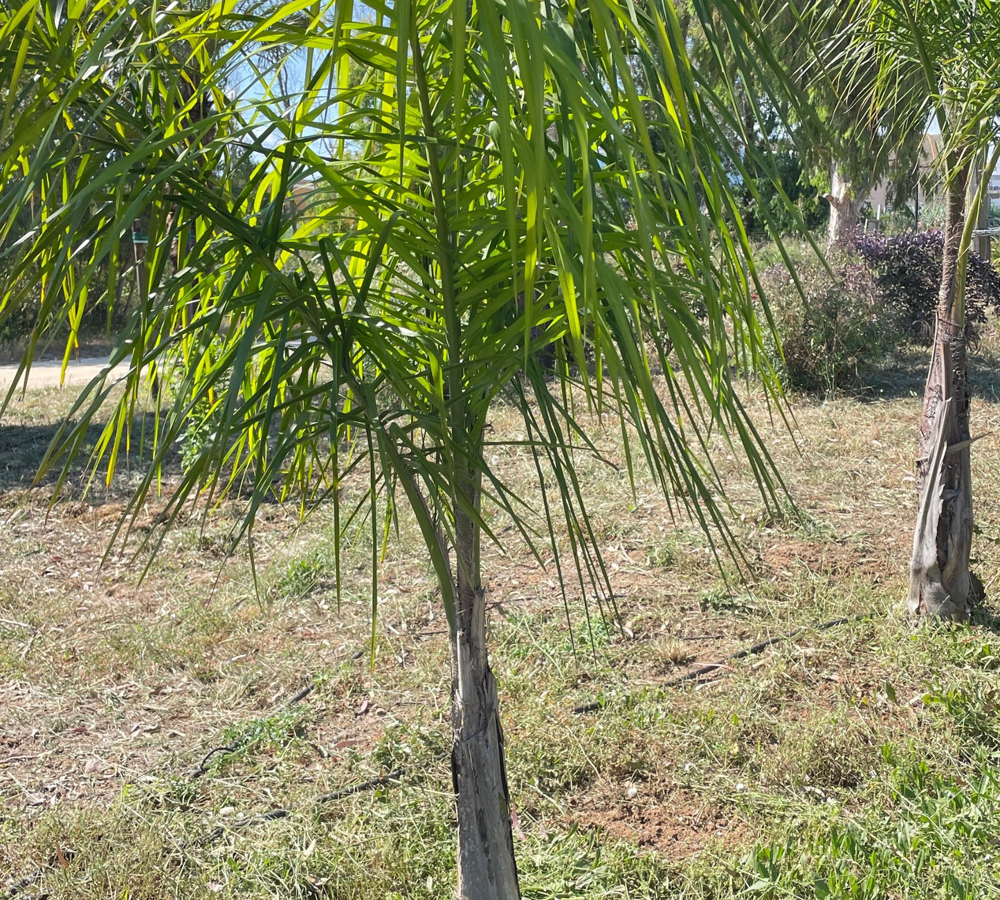Cocos plumosa v24 cm, Ht 120 cm  (Palma Regina)