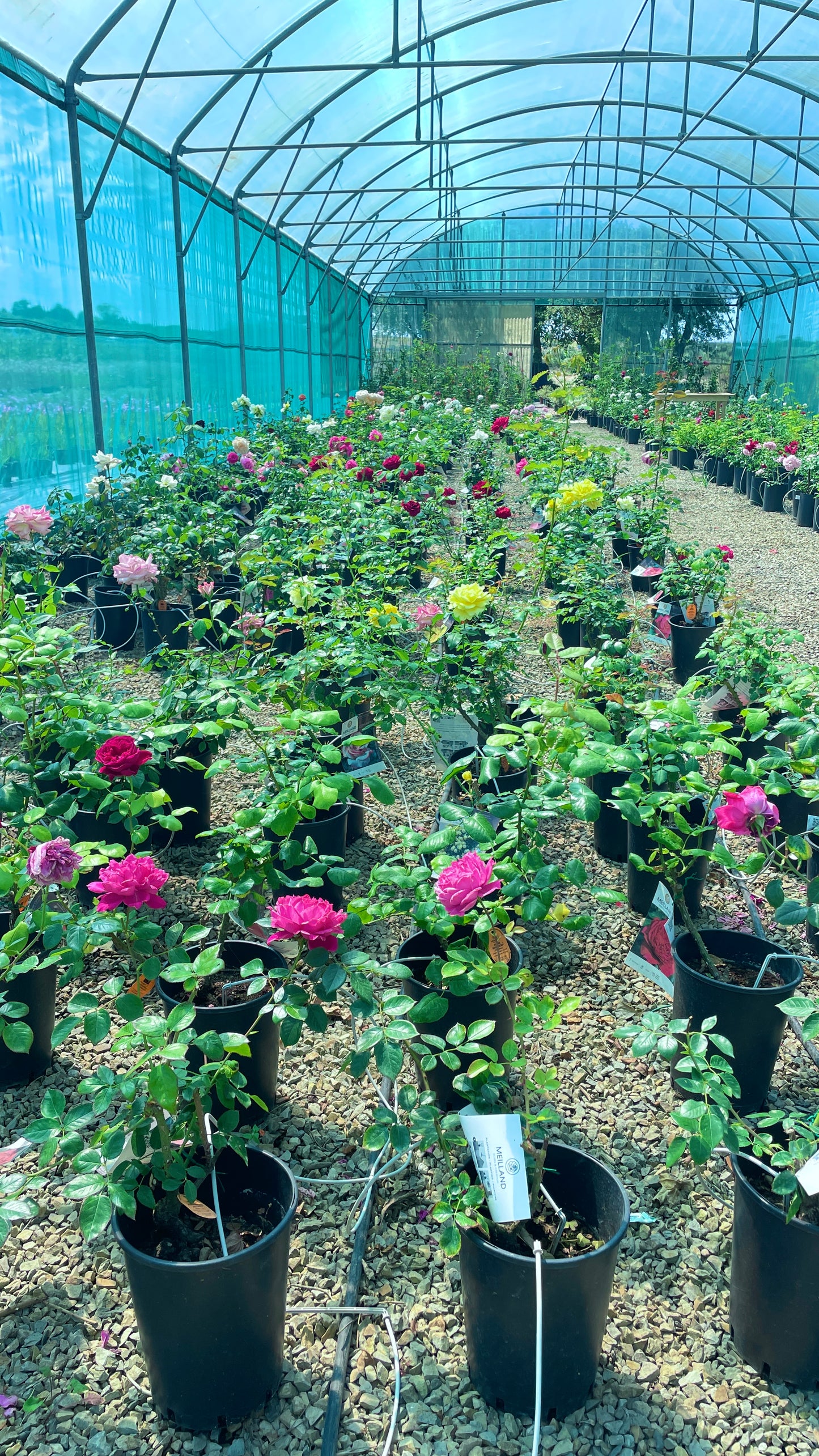Rose Recise dal Vivaio – Scelte a Mano, Tagliate al Momento