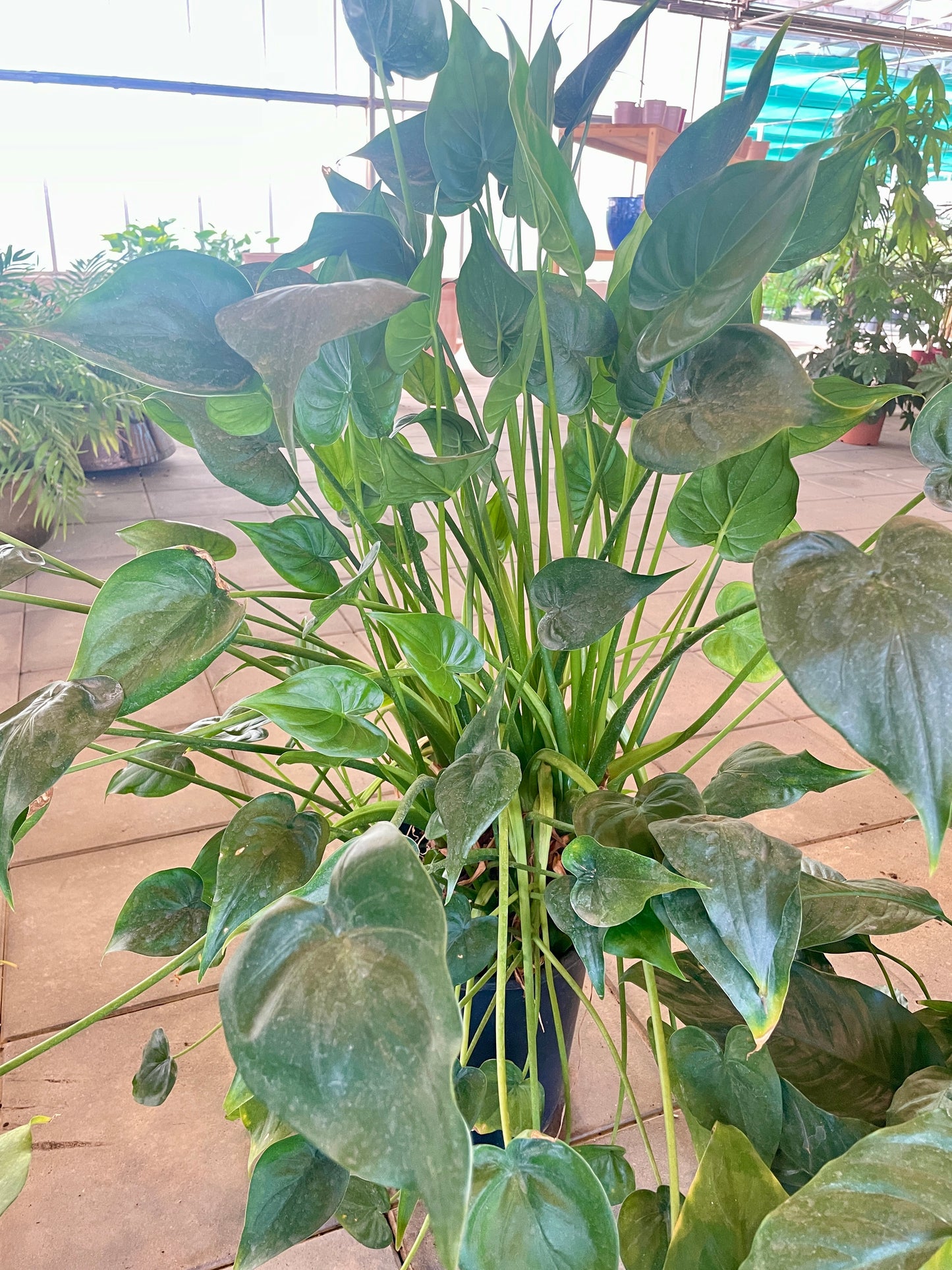 Alocasia Cucullata
