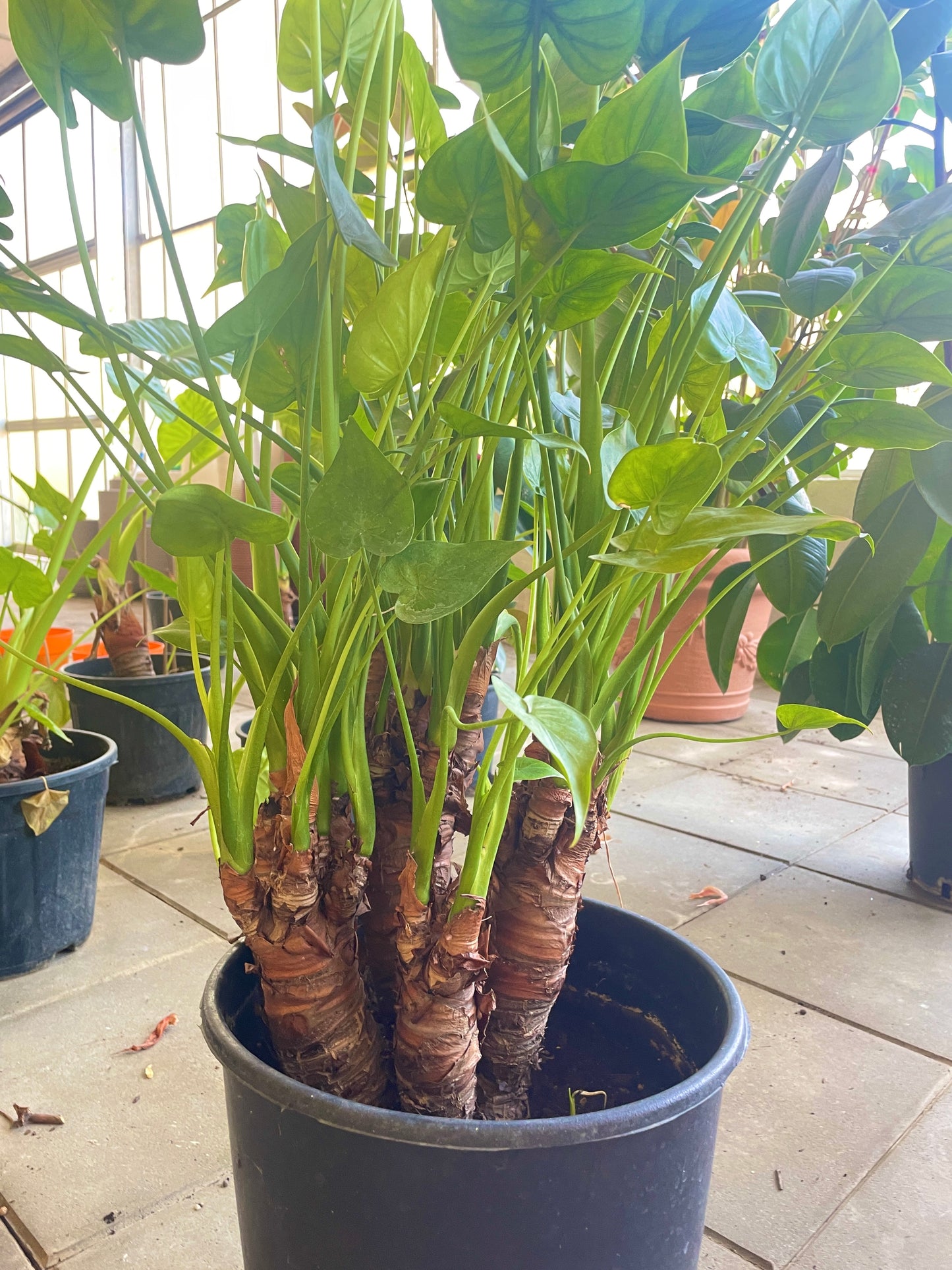 Alocasia Cucullata