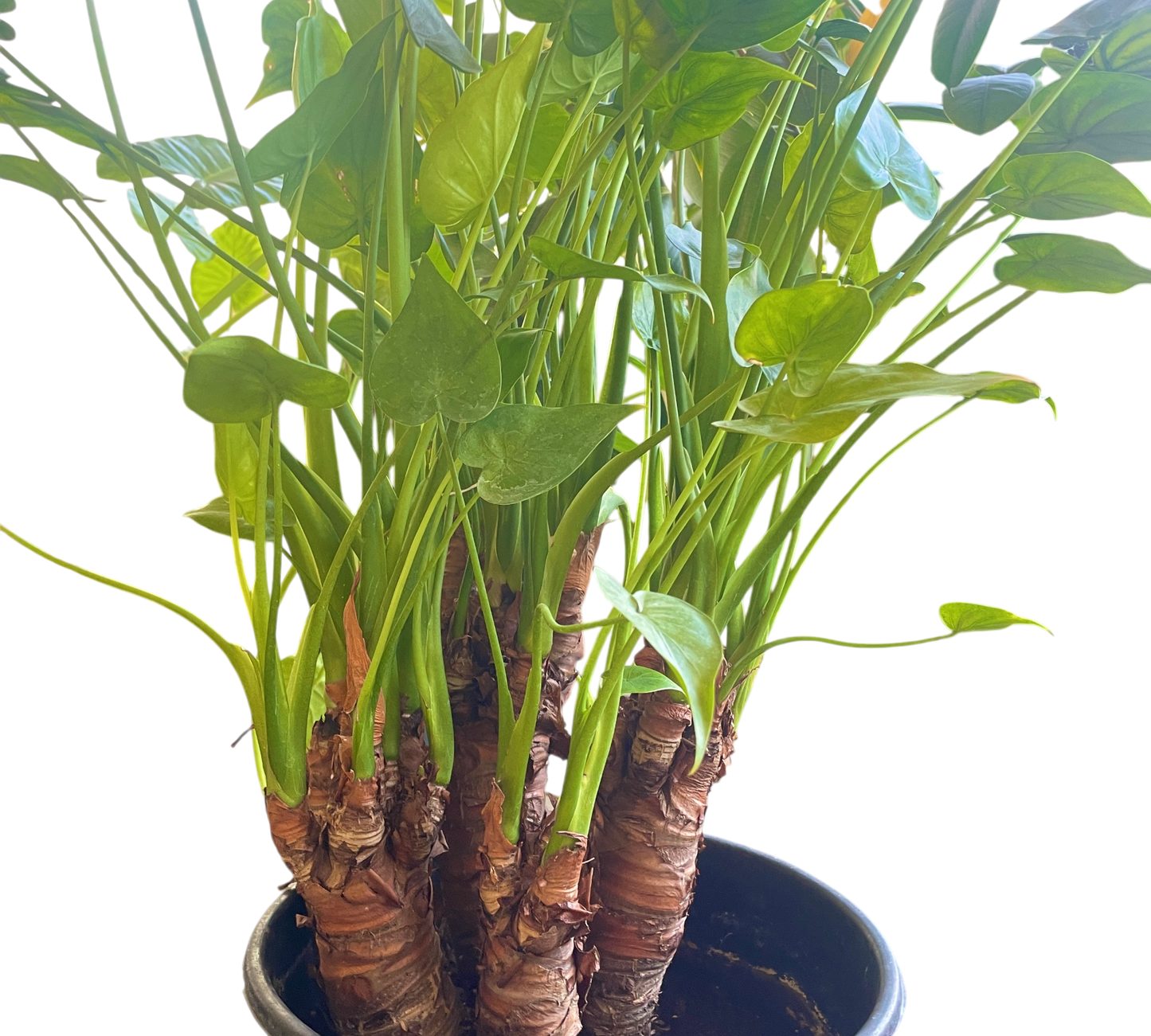 Alocasia Cucullata