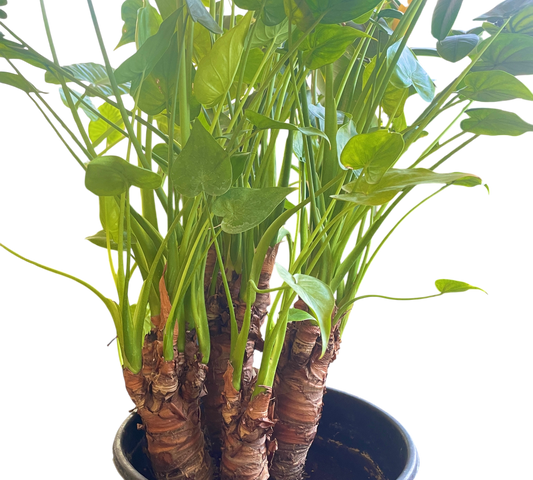 Alocasia Cucullata