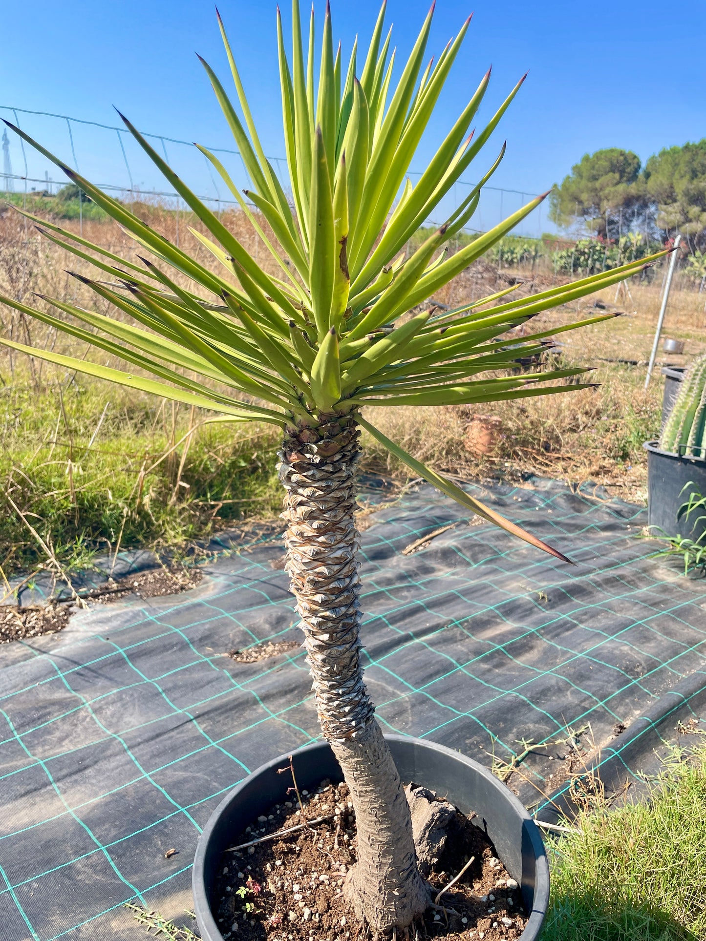 Agave