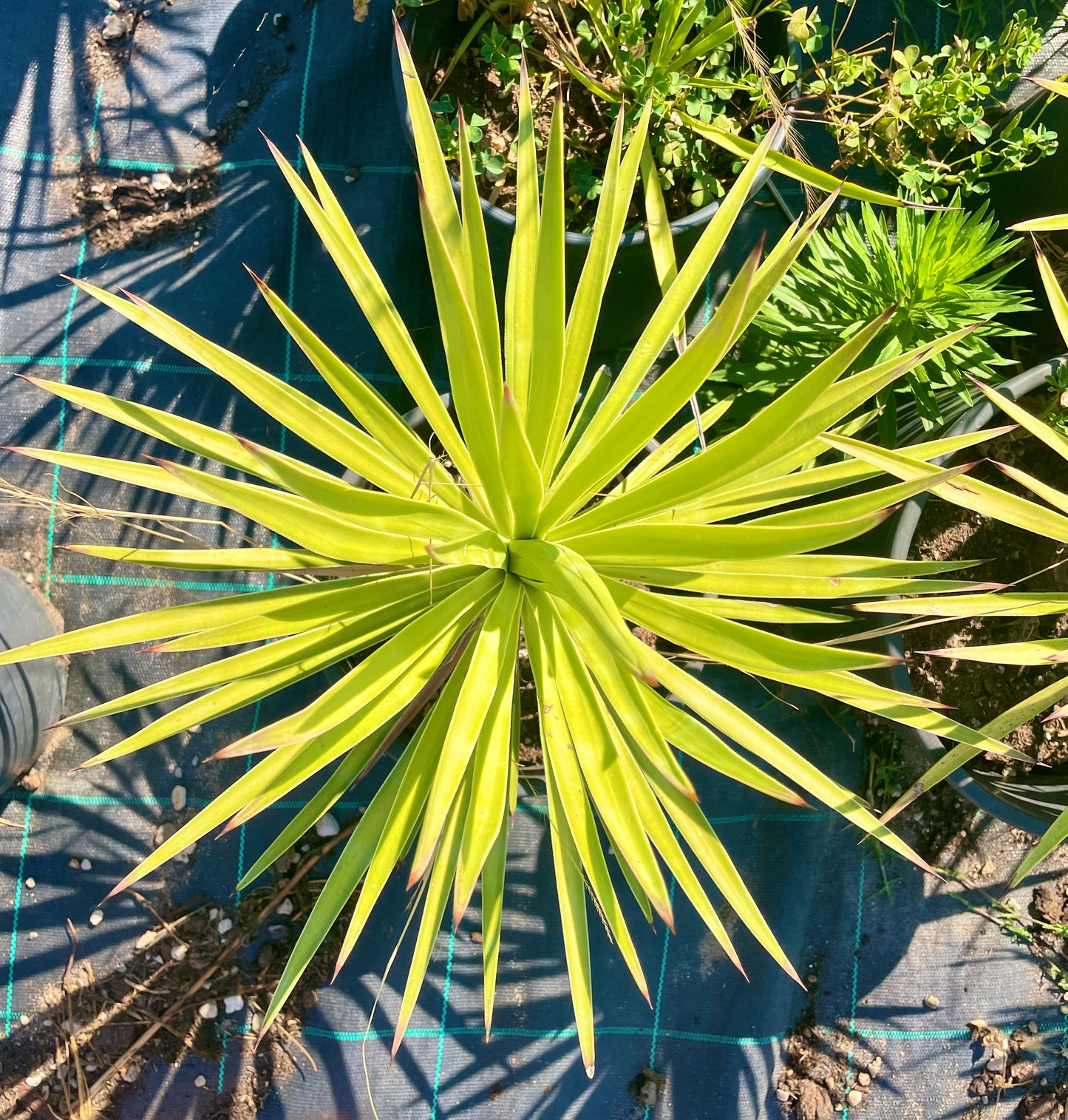 Agave