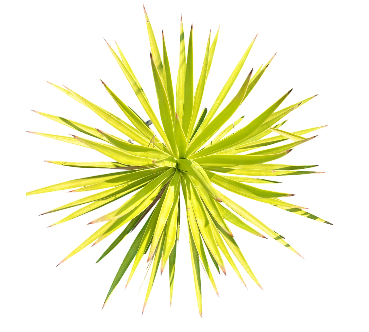 Agave