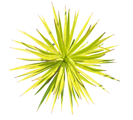 Agave