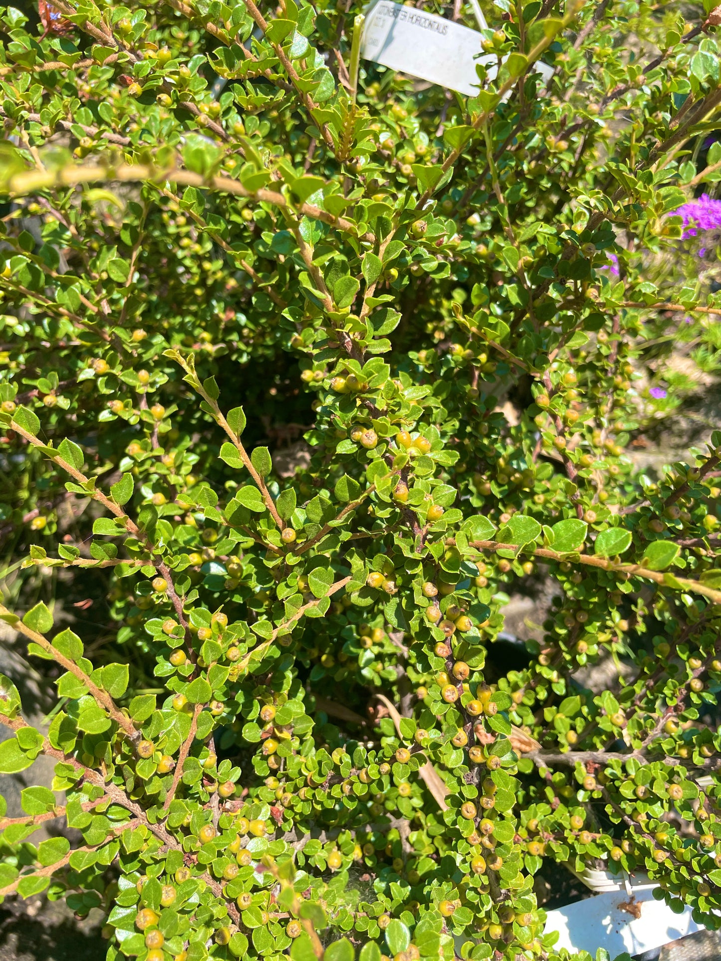 COTONEASTER HORIZONTALIS v20 cm