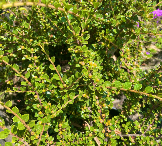 COTONEASTER HORIZONTALIS v20 cm