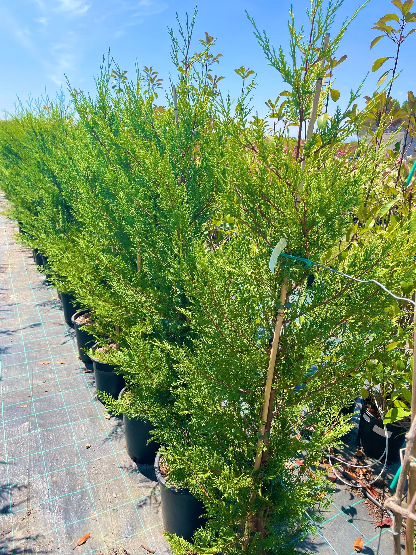 Cupressocyparis leylandii