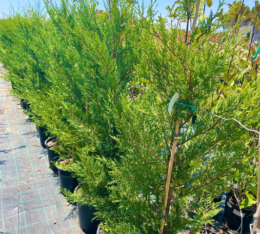 Cupressocyparis leylandii