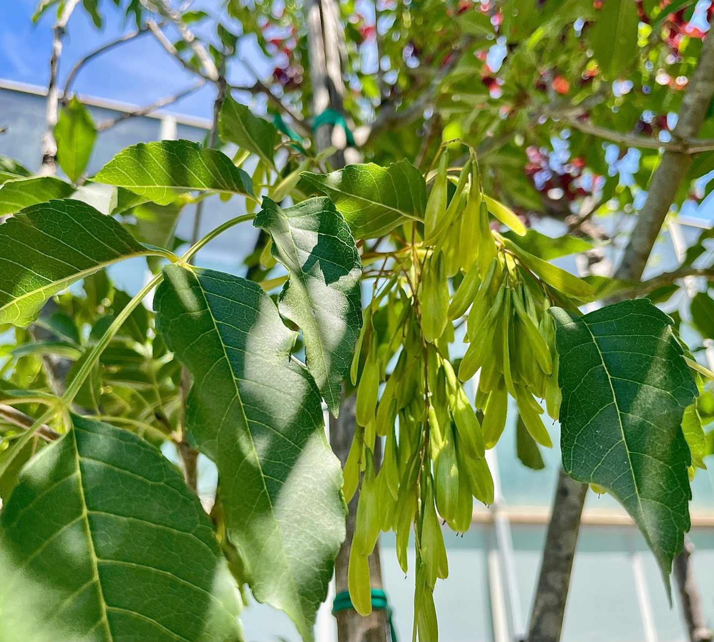 Fraxinus Ornus (Orniello/Frassino da Manna) Fiori Bianchi - Vaso 40cm 12/14