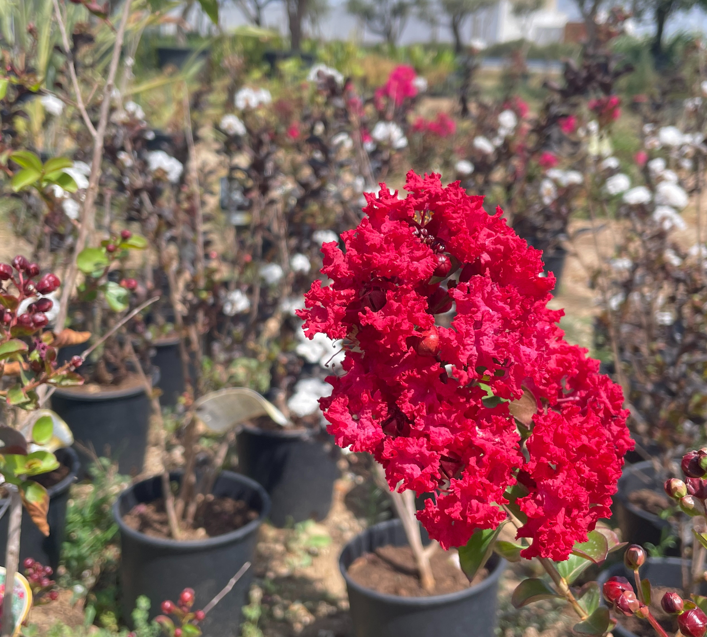 Lagestroemia 20x3 bianca rossa rosa v18 cm