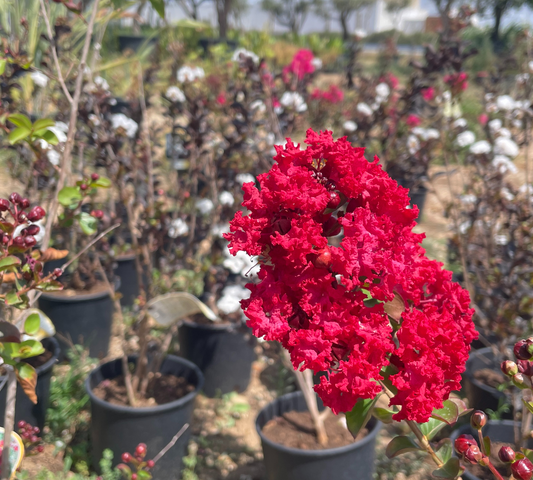 Lagestroemia 20x3 bianca rossa rosa v18 cm