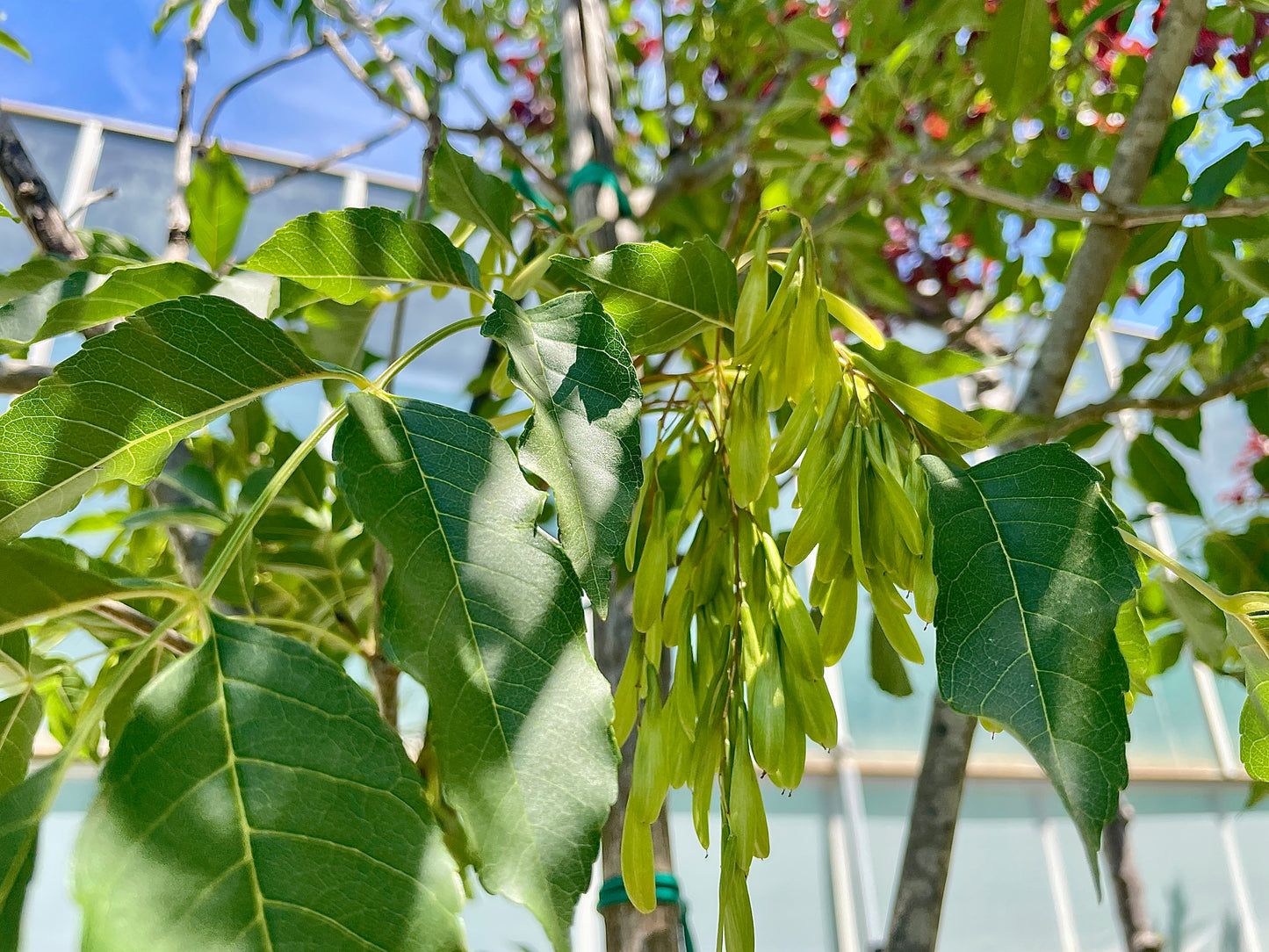 Fraxinus Ornus (Orniello/Frassino da Manna) Fiori Bianchi - Vaso 40cm 12/14