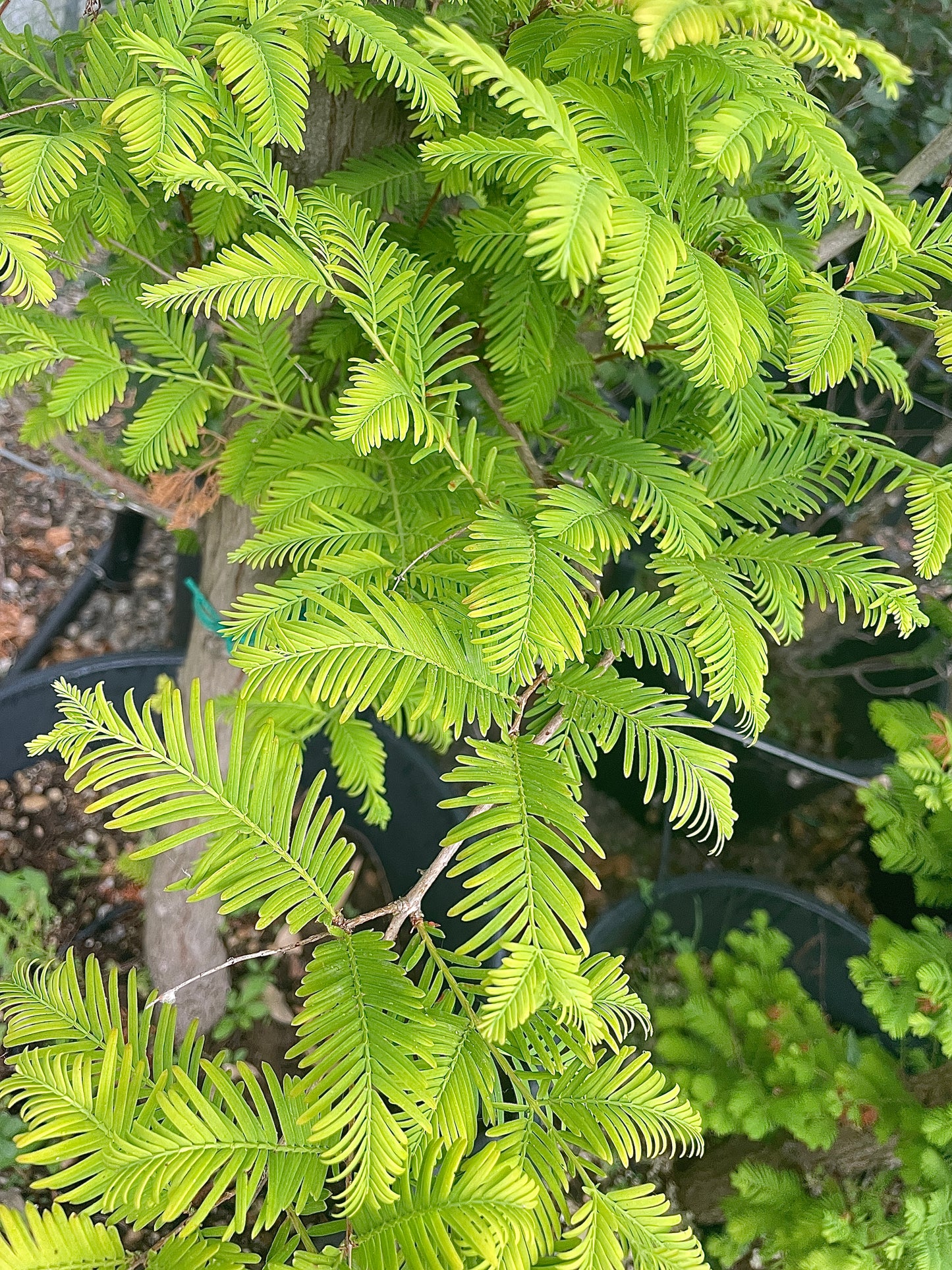 Metasequoia Glyptostroboides (Abete d'Acqua) Fogliame Autunnale Bronzo - Vaso 60cm 14/16