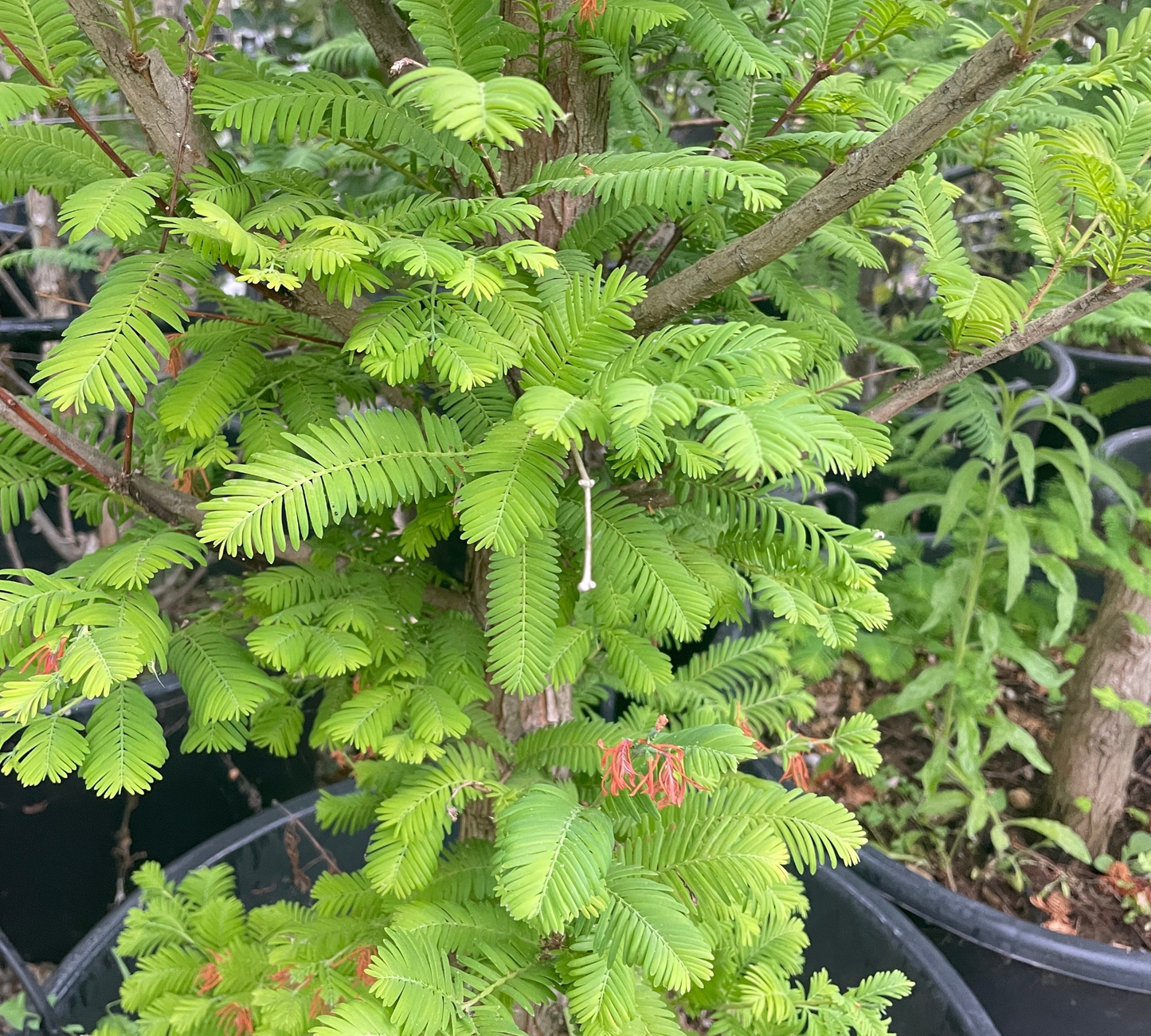 Metasequoia Glyptostroboides (Abete d'Acqua) Fogliame Autunnale Bronzo - Vaso 60cm 14/16
