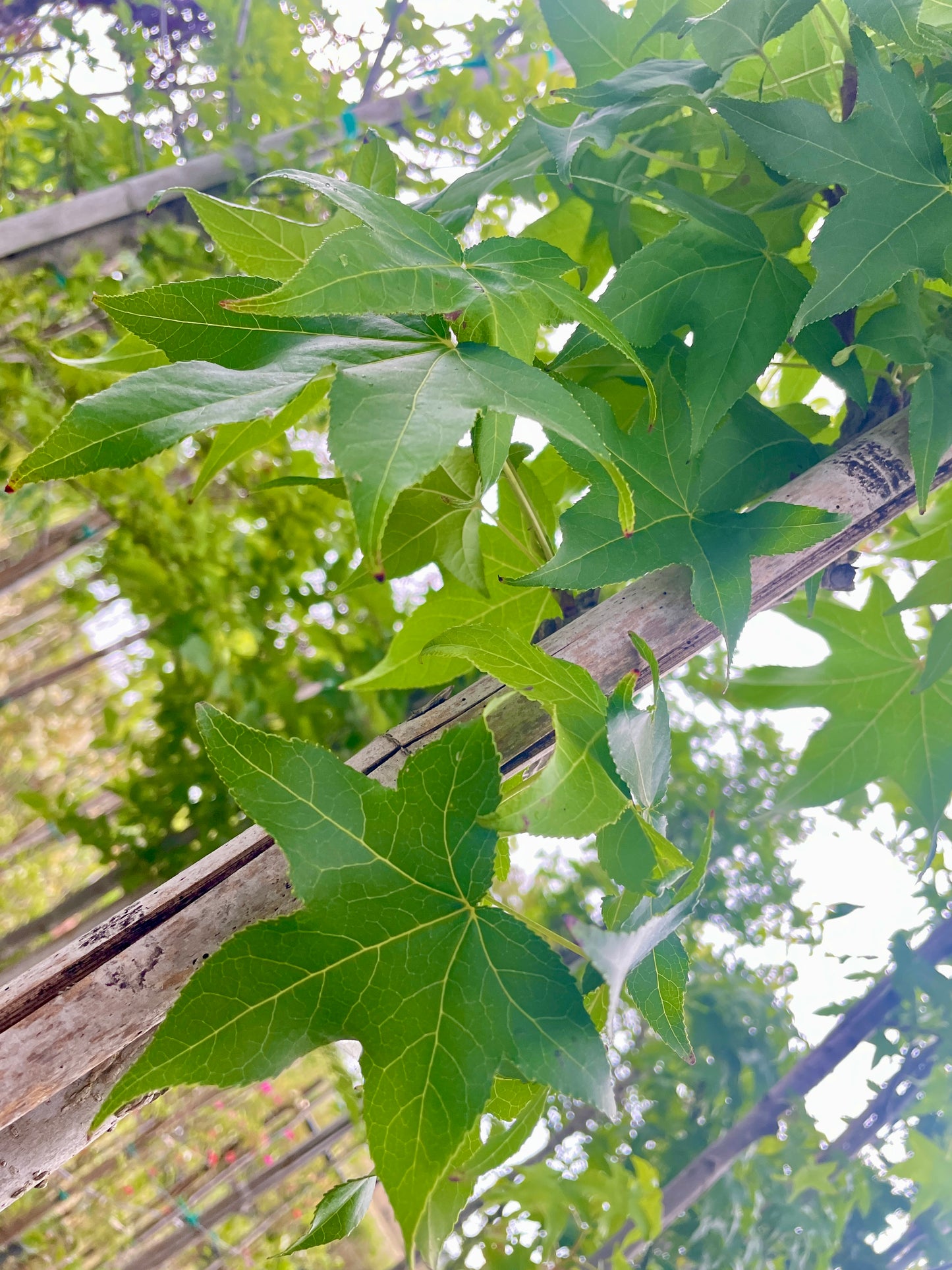 Liquidambar Styraciflua Fogliame Autunnale Spettacolare - Vaso 40cm 12/14