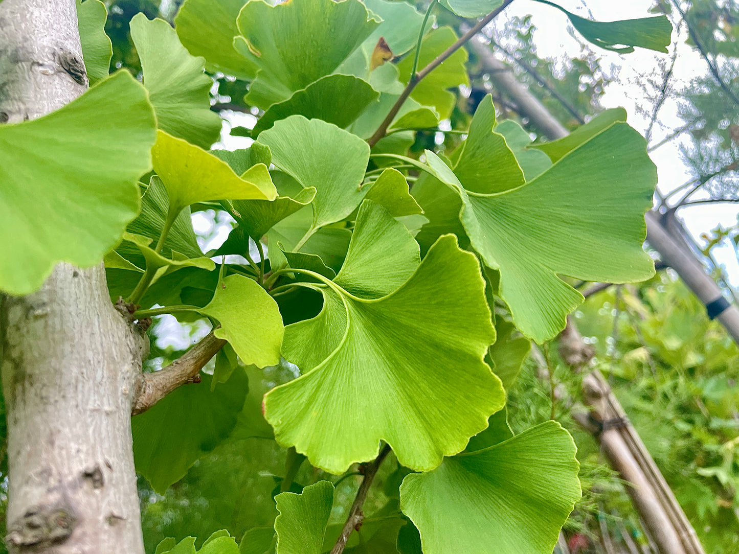 Ginkgo Biloba (Albero dei Ventagli) Fogliame Autunnale Dorato - Vaso 40cm 10/12