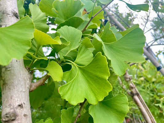 Ginkgo Biloba (Albero dei Ventagli) Fogliame Autunnale Dorato - Vaso 40cm 10/12