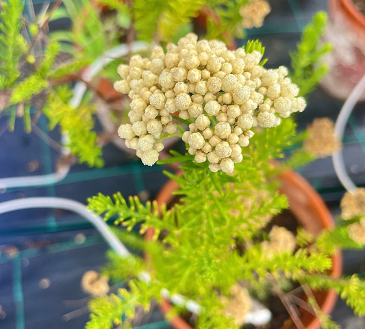 Ozothamnus rosmarinifolius v22 cm