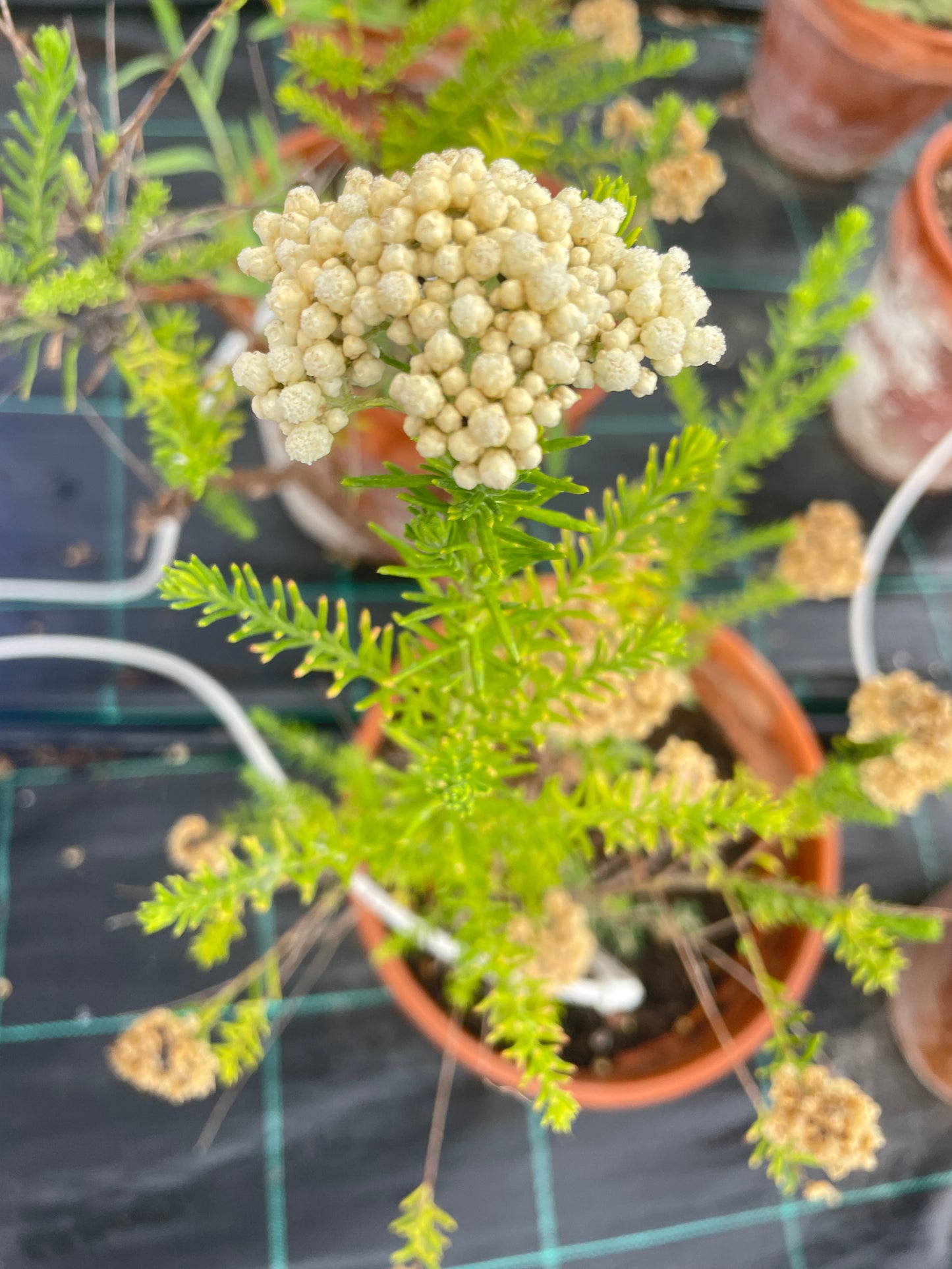 Ozothamnus rosmarinifolius v22 cm
