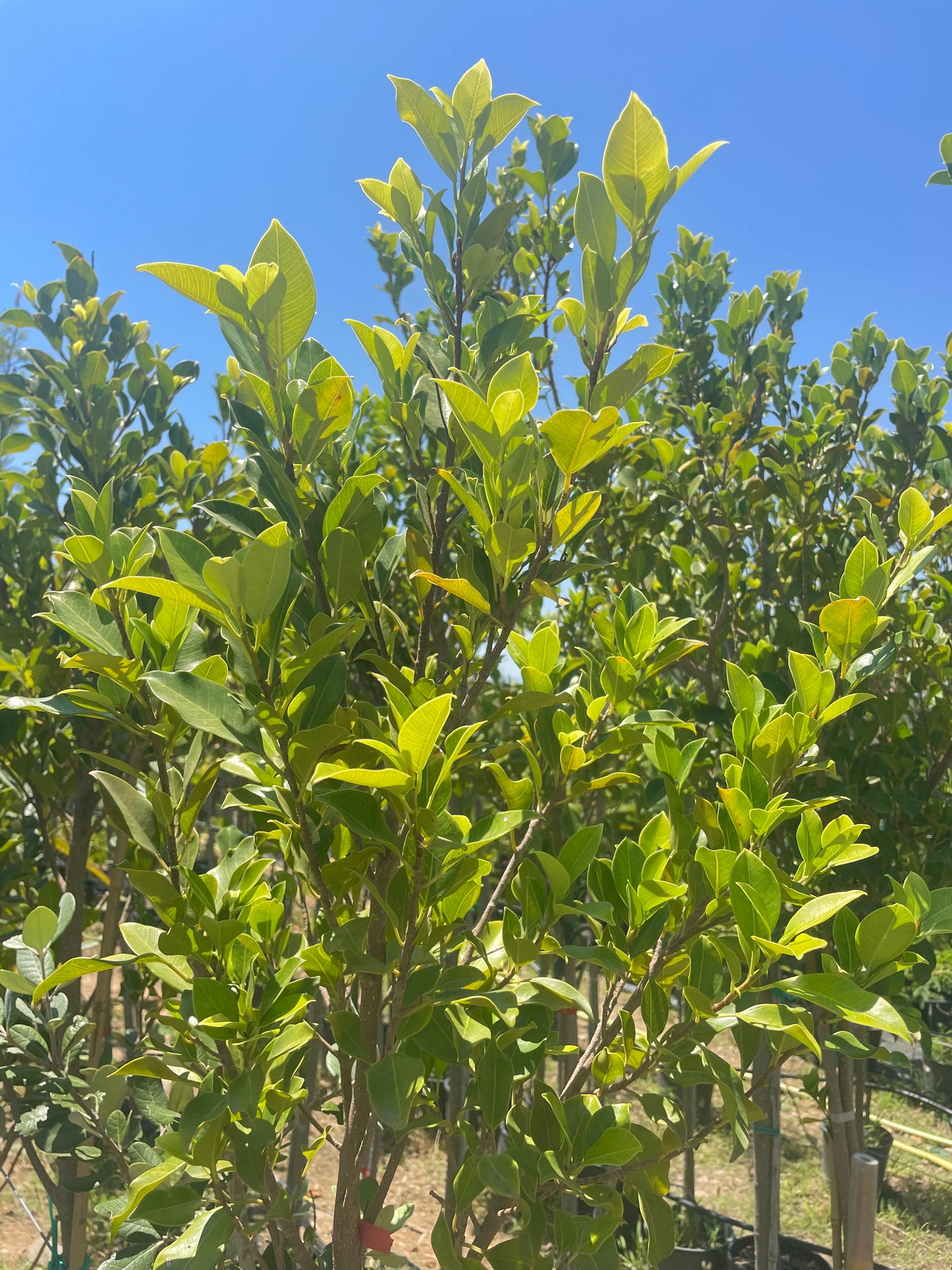Ficus Nitida
