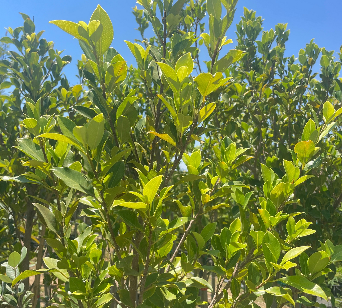 Ficus Nitida