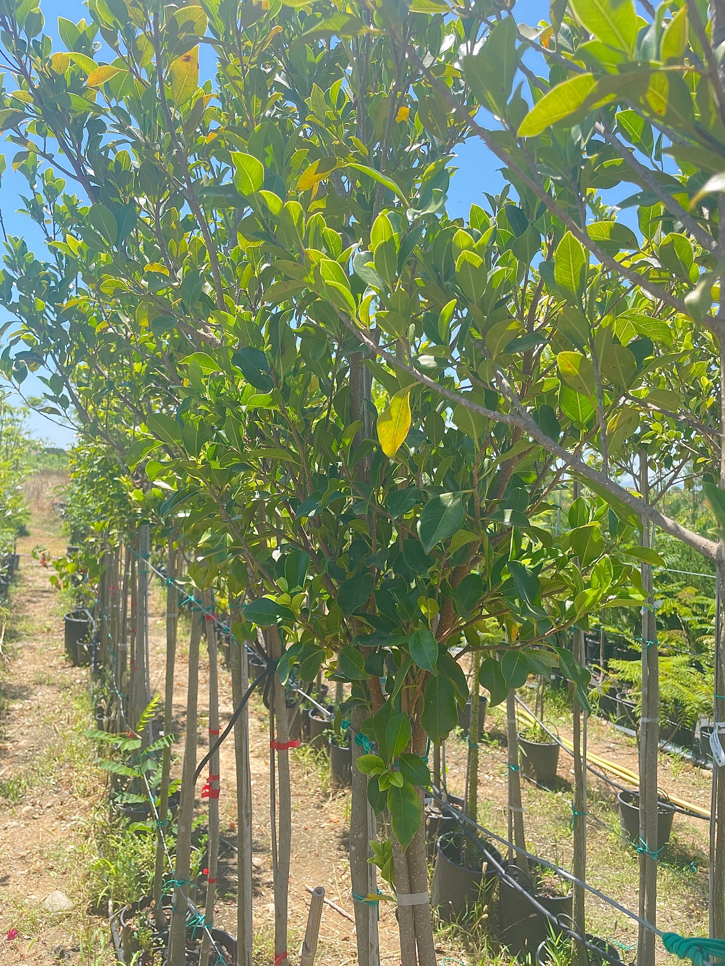 Ficus Nitida