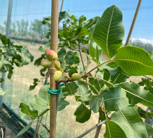 Pistacchio v20