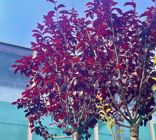 Prunus Pissardii Nigra (Ciliegio da Fiore) Foglie Porpora - Vaso 40cm 8/10 e 10/12
