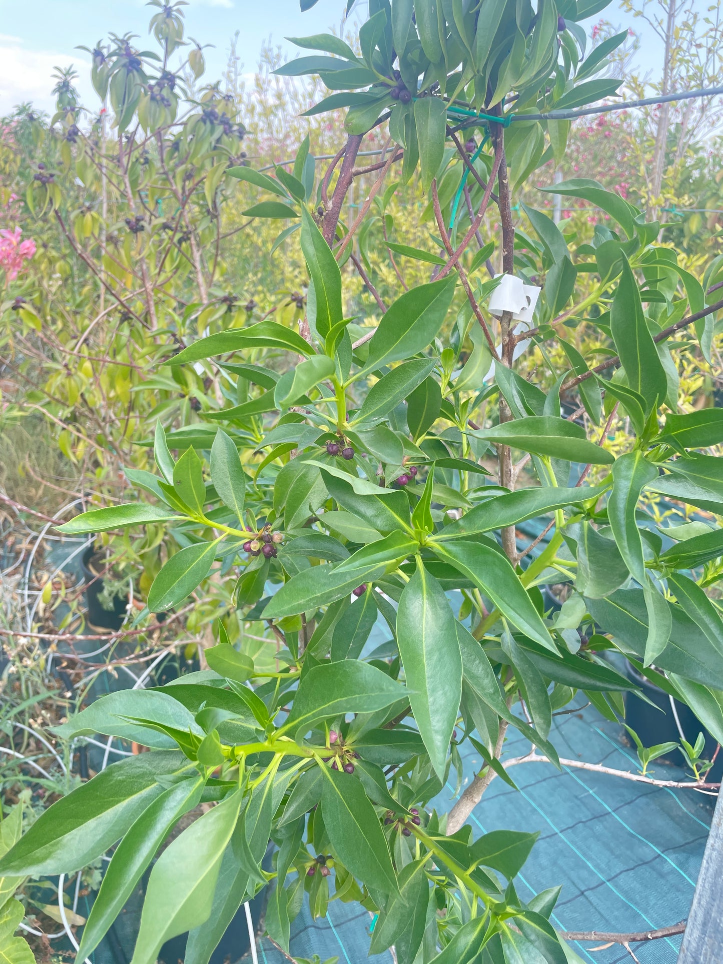 Myoporum v24 cm