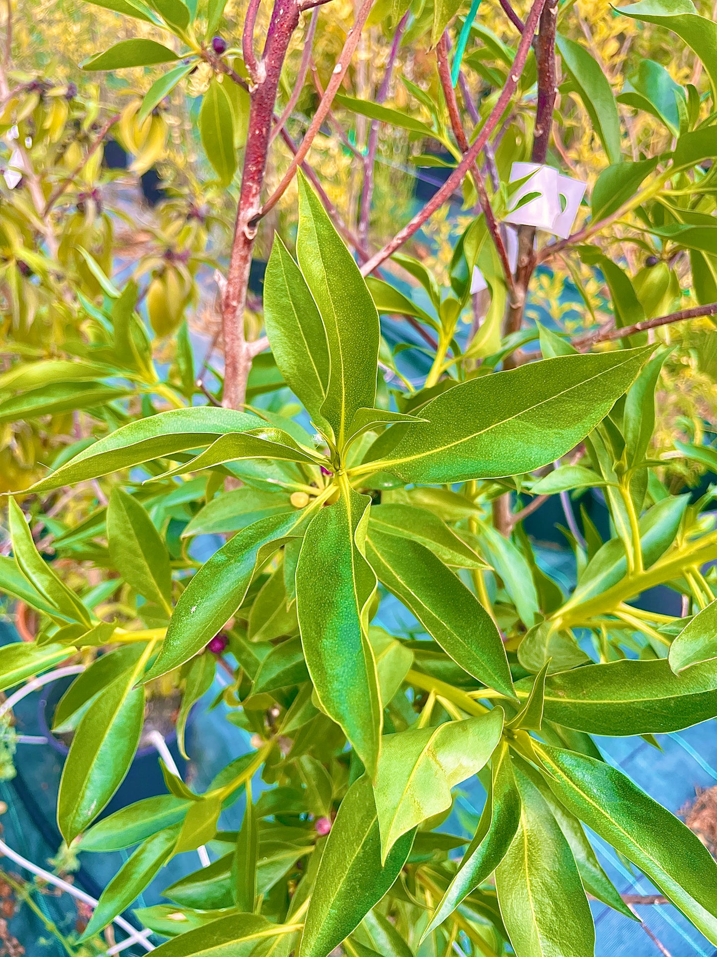 Myoporum v24 cm
