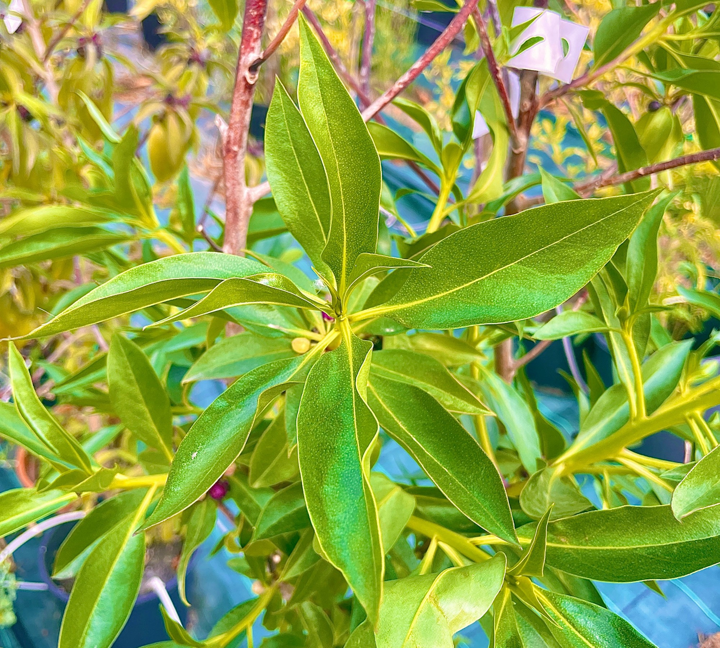Myoporum v24 cm