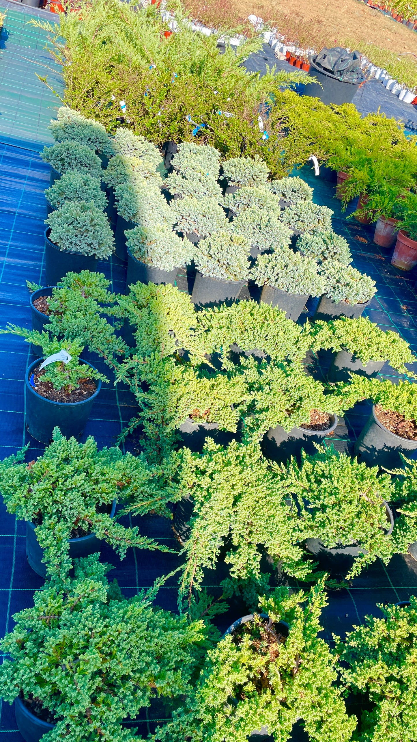Juniperus Communis green carpet V22