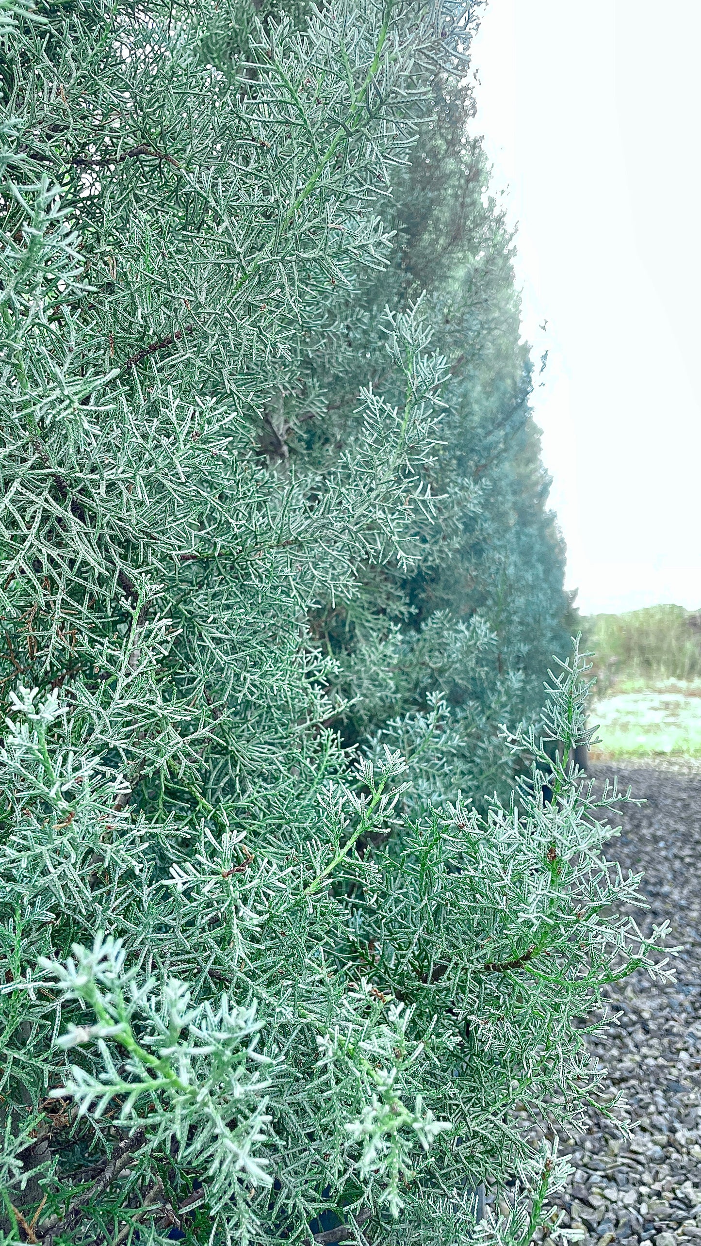 Cedrus Atlantica Glauca