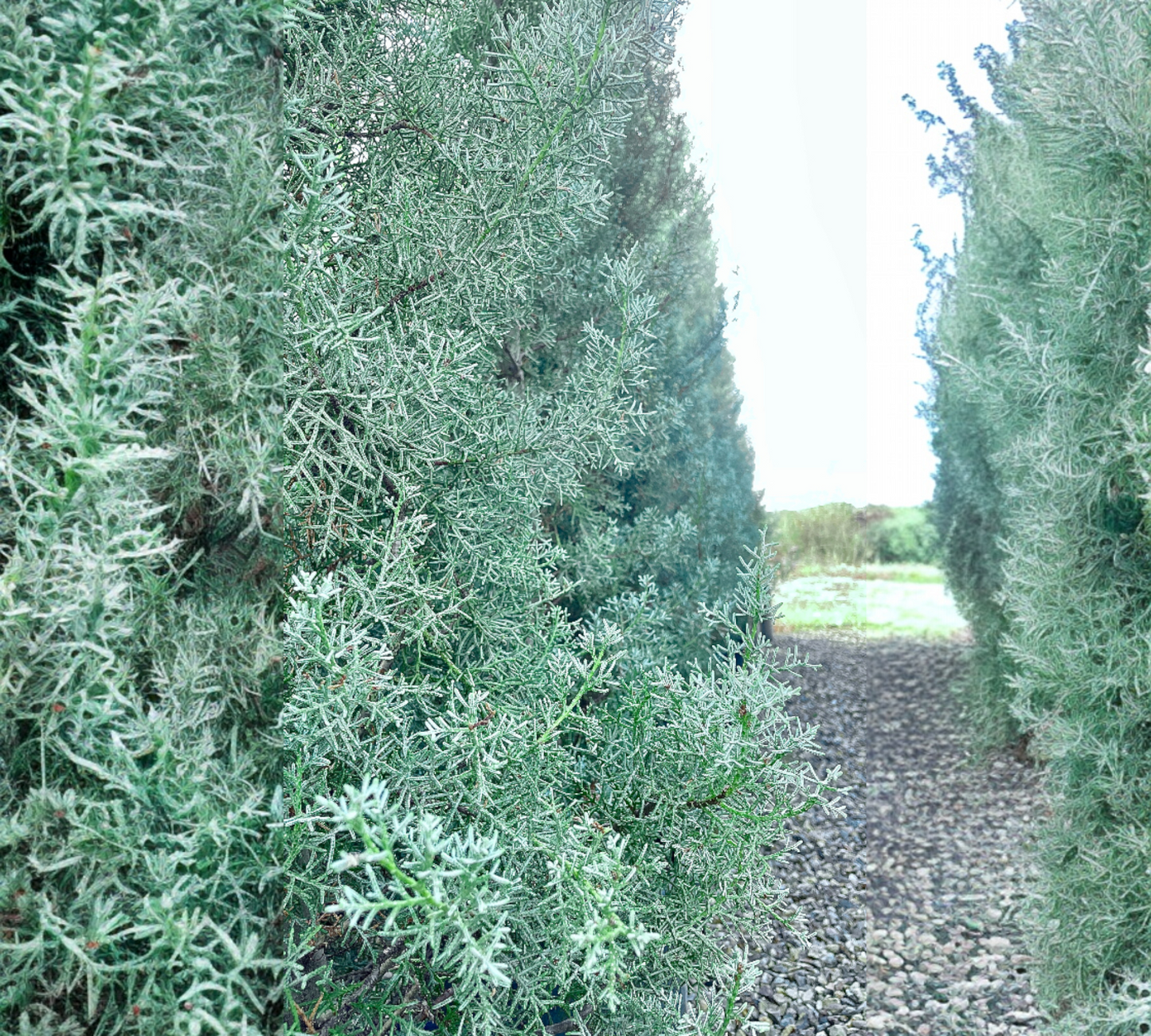 Cedrus Atlantica Glauca