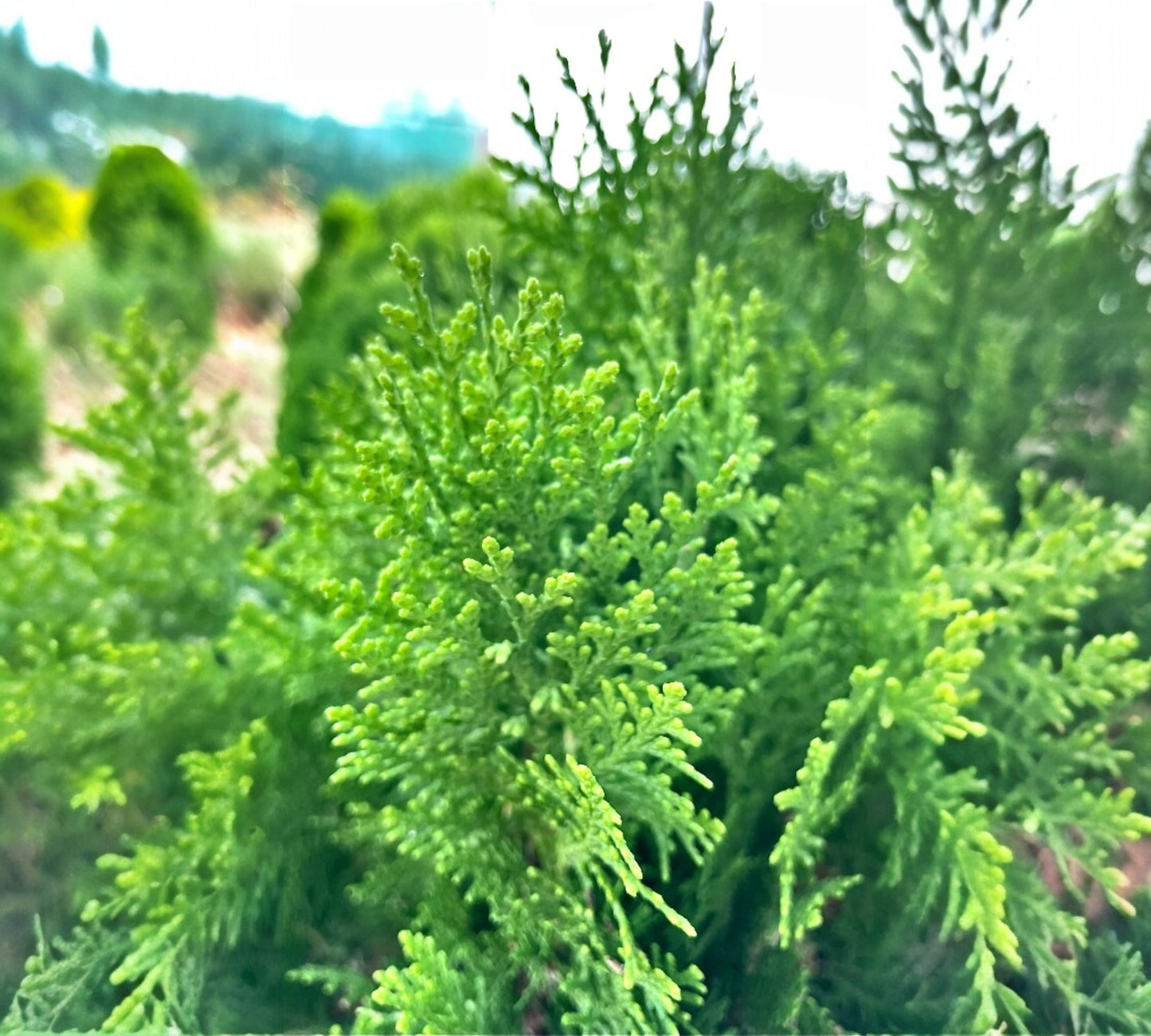 Thua Orientalis Nana v30 cm