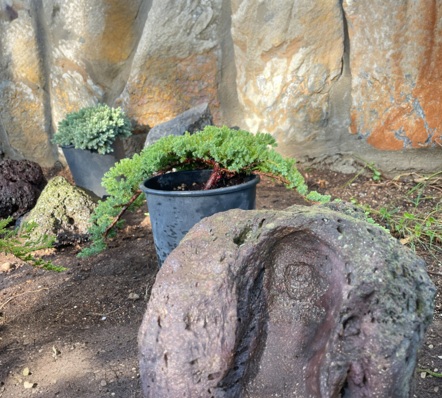 Juniperus Communis green carpet V22